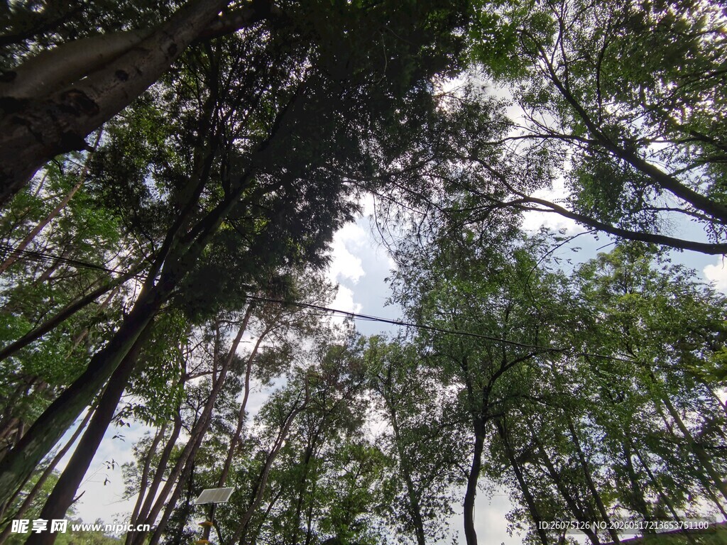 仰视茂密森林树冠景象