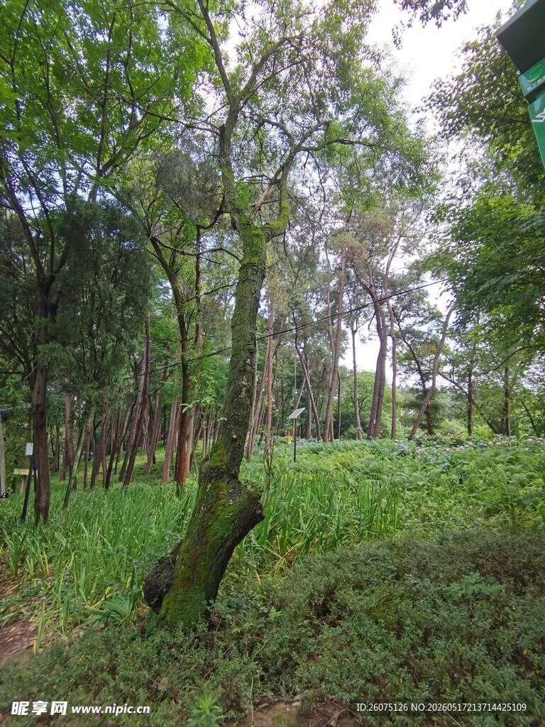 茂密树林中的自然景致