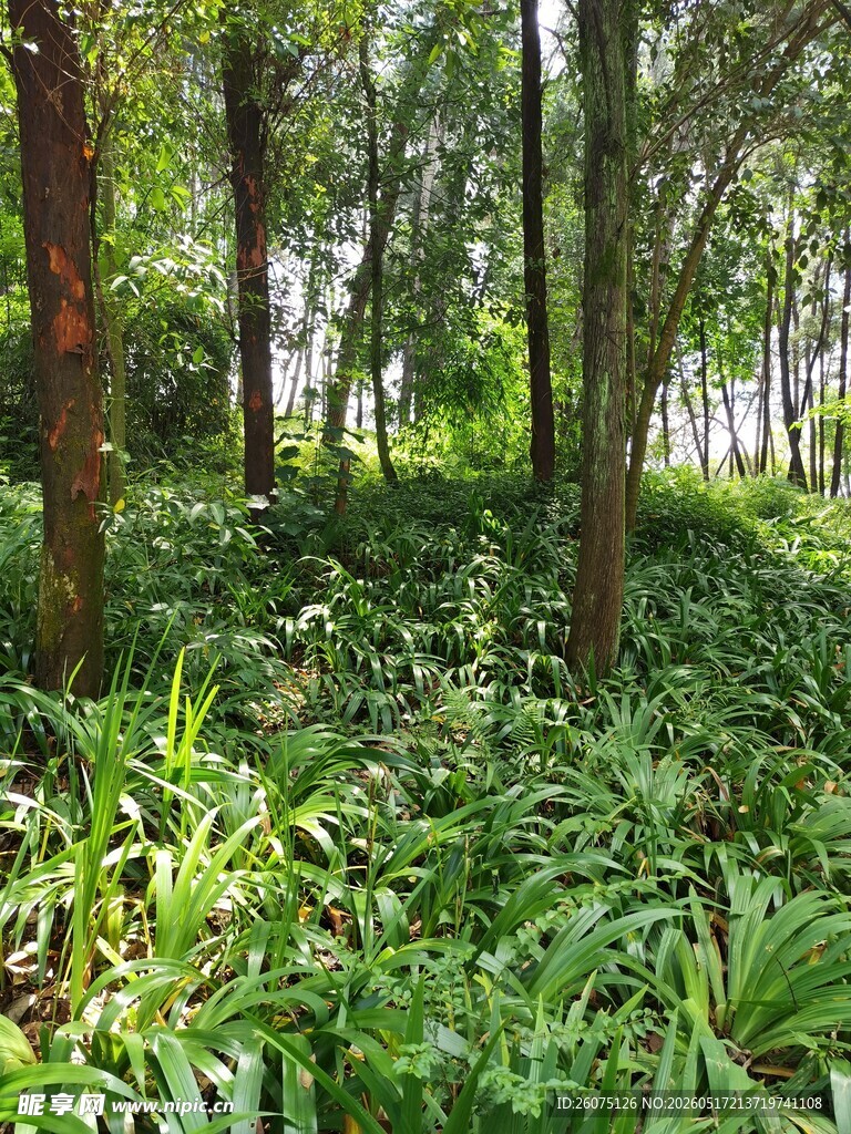 茂密森林中的繁茂绿植
