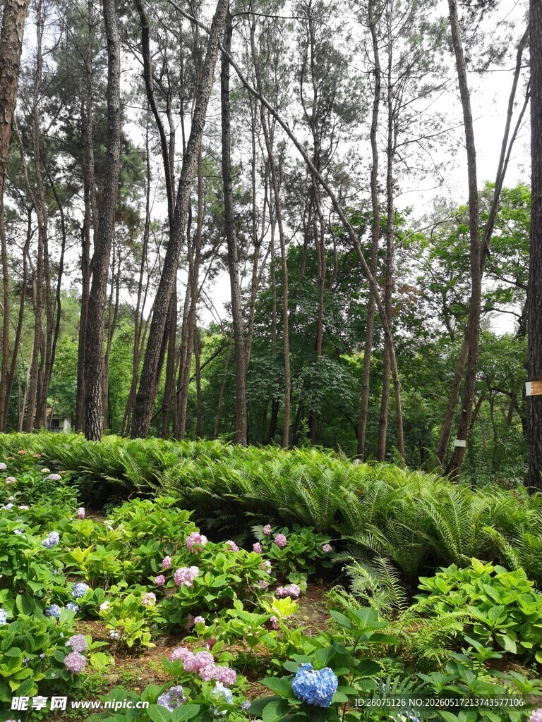 林间繁茂绿植景观