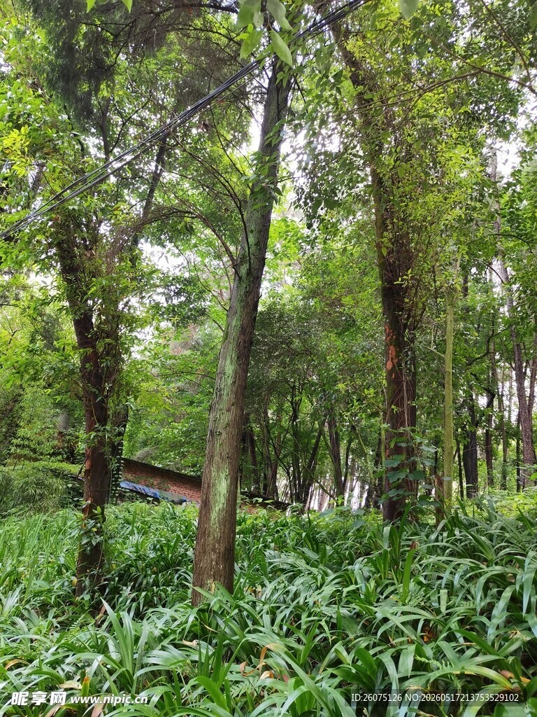 林间绿意盎然的自然景致