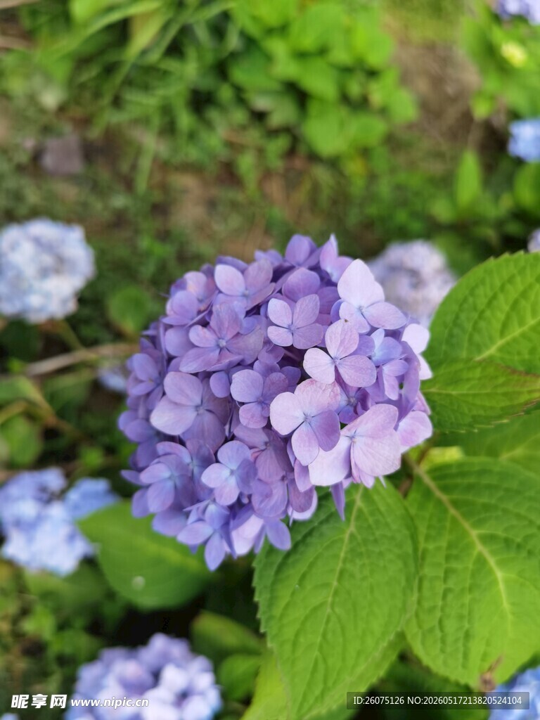紫色绣球花绽放