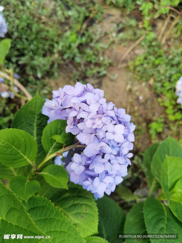 蓝紫色绣球花绽放