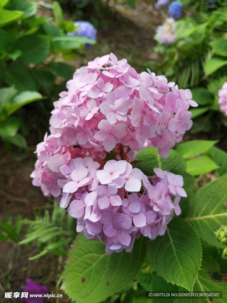 娇艳绣球花绽放