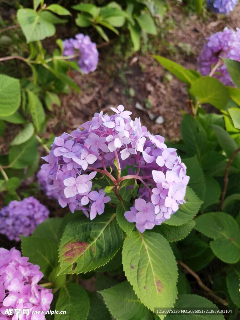 紫色绣球花绽放
