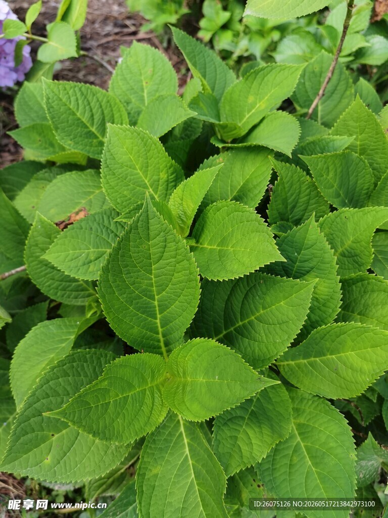 绿叶葱茏的植物景观