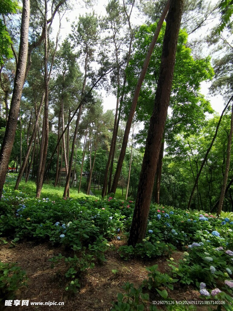茂密森林绿意盎然景象