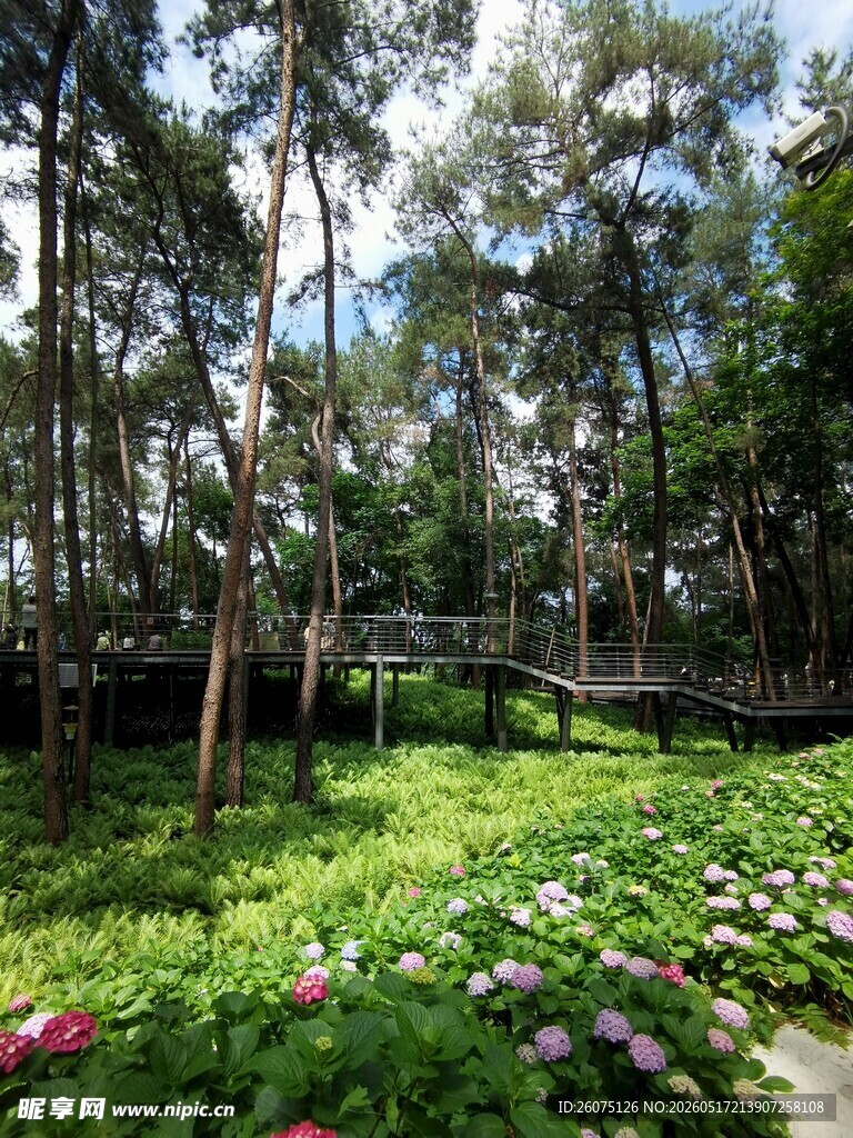 林间花海中的木栈道景观