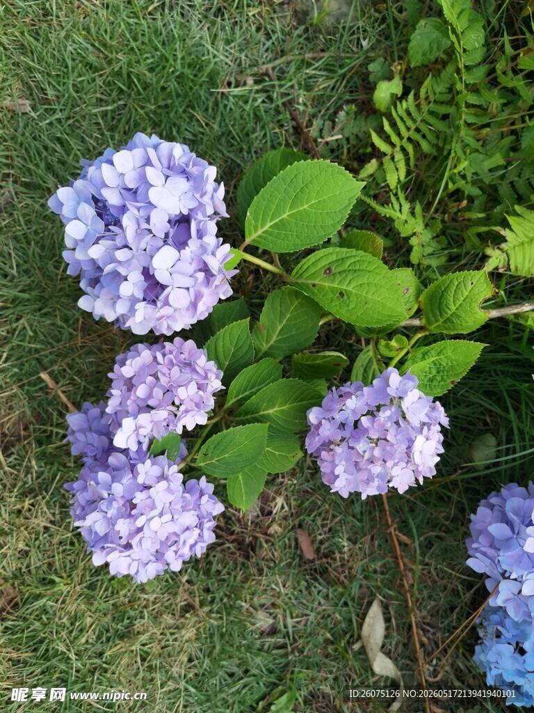 紫色绣球花绽放于草地