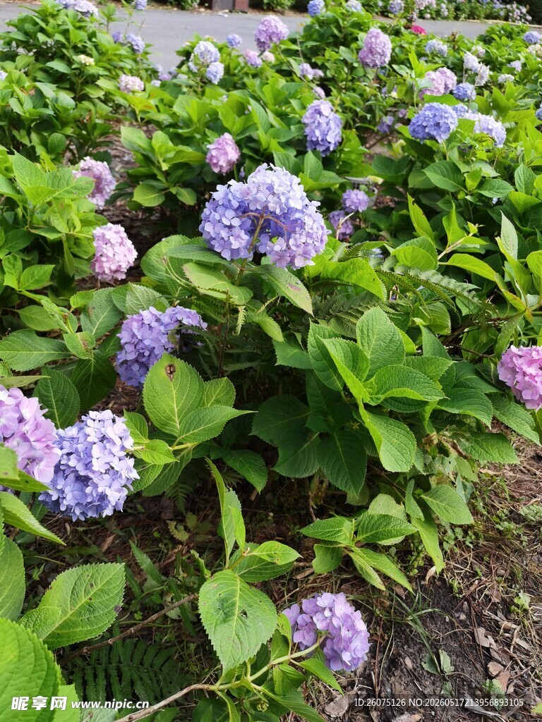 盛开的绣球花景观