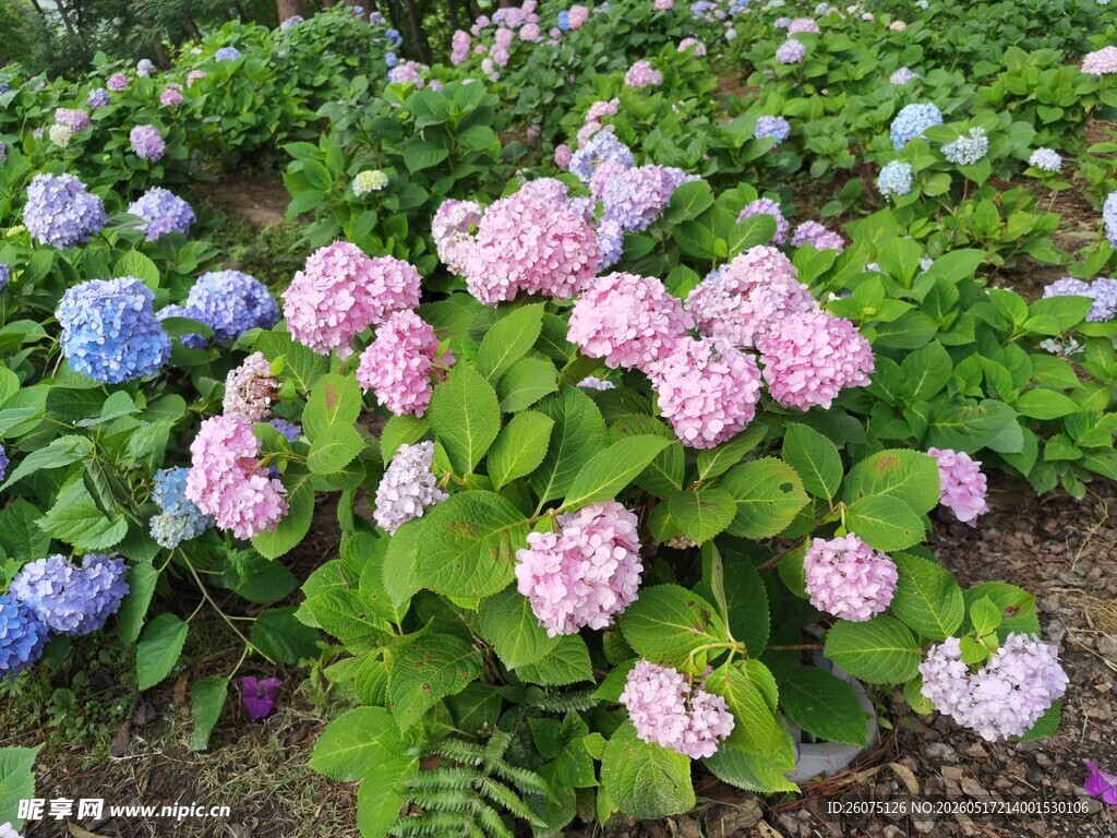 多彩绣球花绽放花园