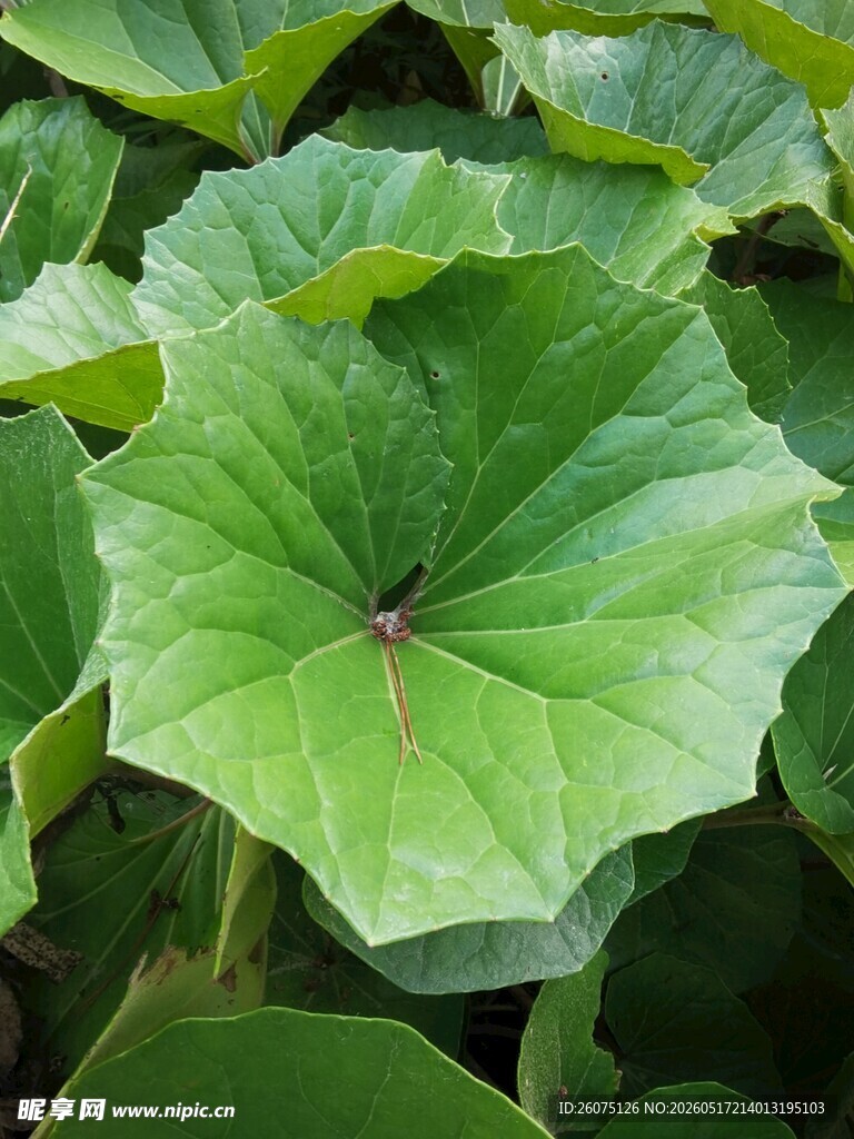 翠绿荷叶特写