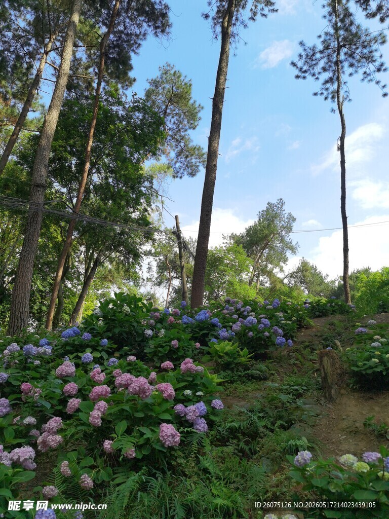 林间花丛美景