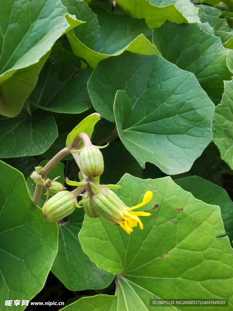 黄瓜花与叶特写