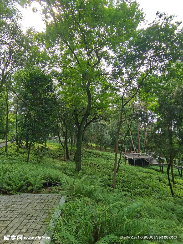绿意盎然的林间小道