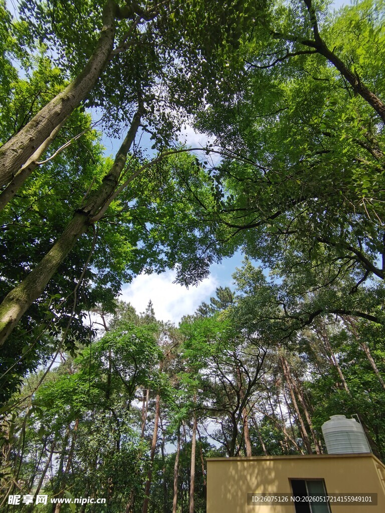 林间小屋绿意环绕的静谧处