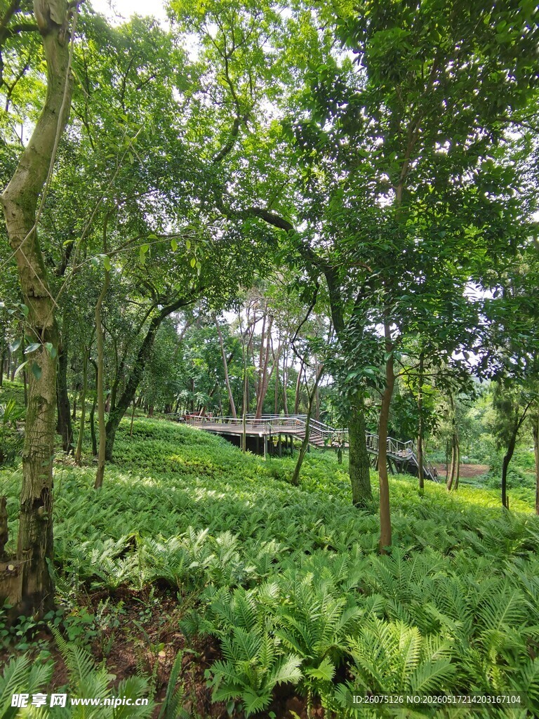 绿意盎然的森林景观