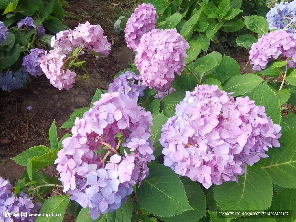 美丽绣球花绽放
