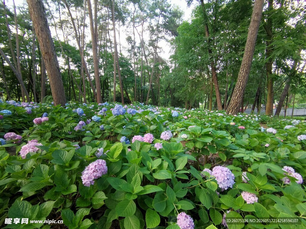 林间绣球花绽放美景