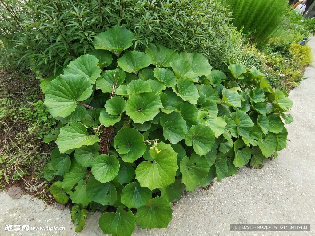 翠绿圆叶植物景观