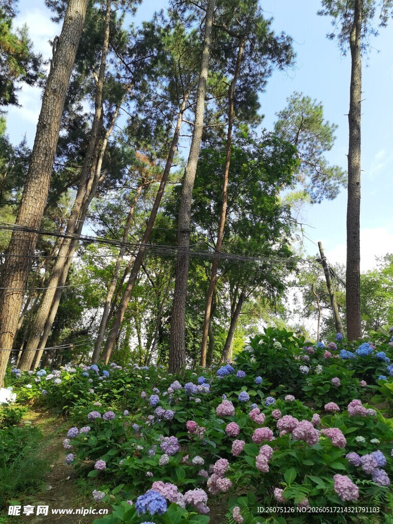 林间绣球花绽放的自然美景