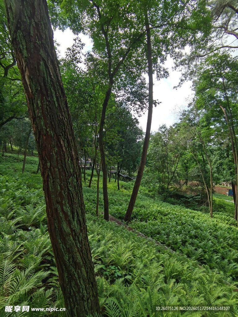 林间绿意盎然的繁茂景象