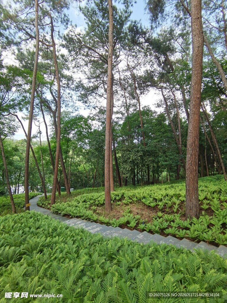 林间葱郁绿地景观
