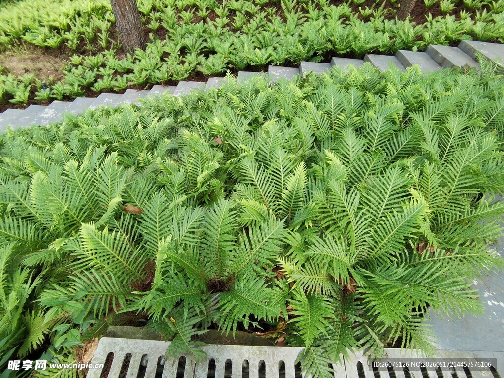 整齐排列的绿色植物苗