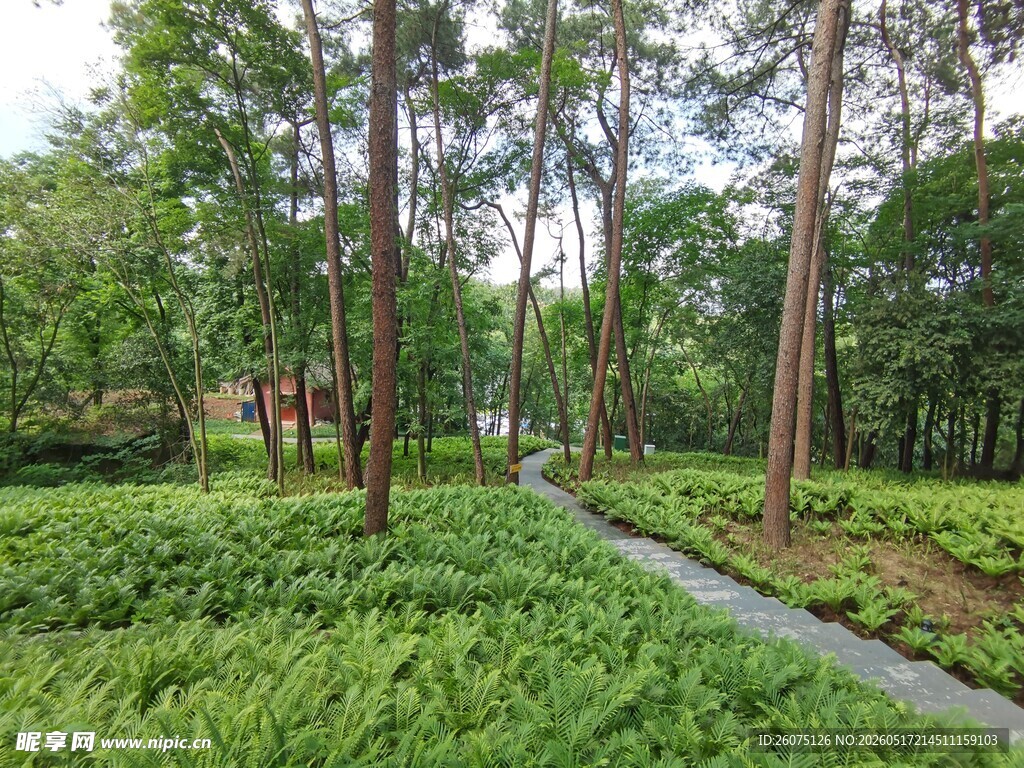 林间小径绿意盎然的自然景