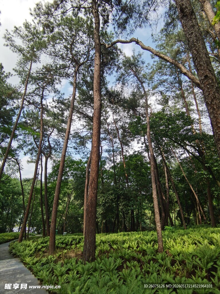 林间小道绿意盎然的景致
