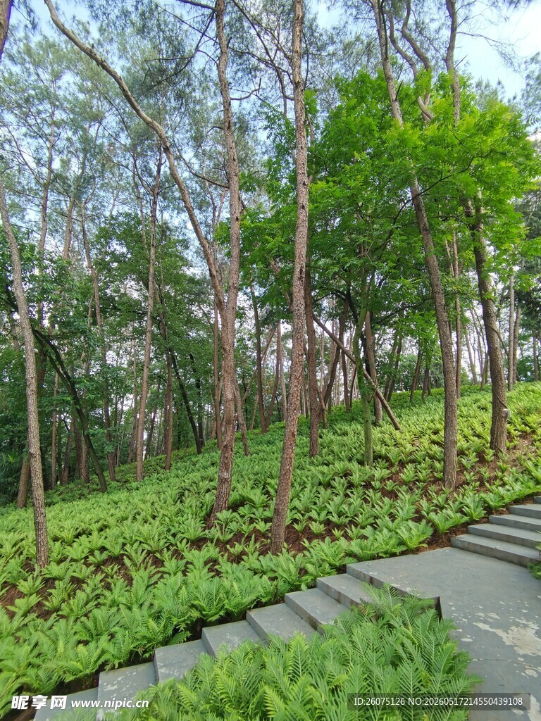 林间小径绿意盎然的自然景