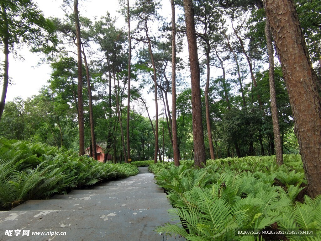 林间幽径绿意盎然的自然景
