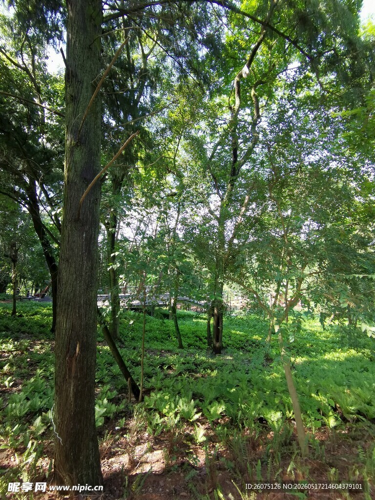 夏日林间绿意盎然