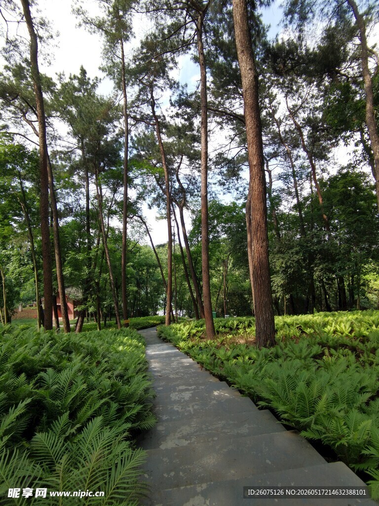 林间幽径绿意盎然的自然景