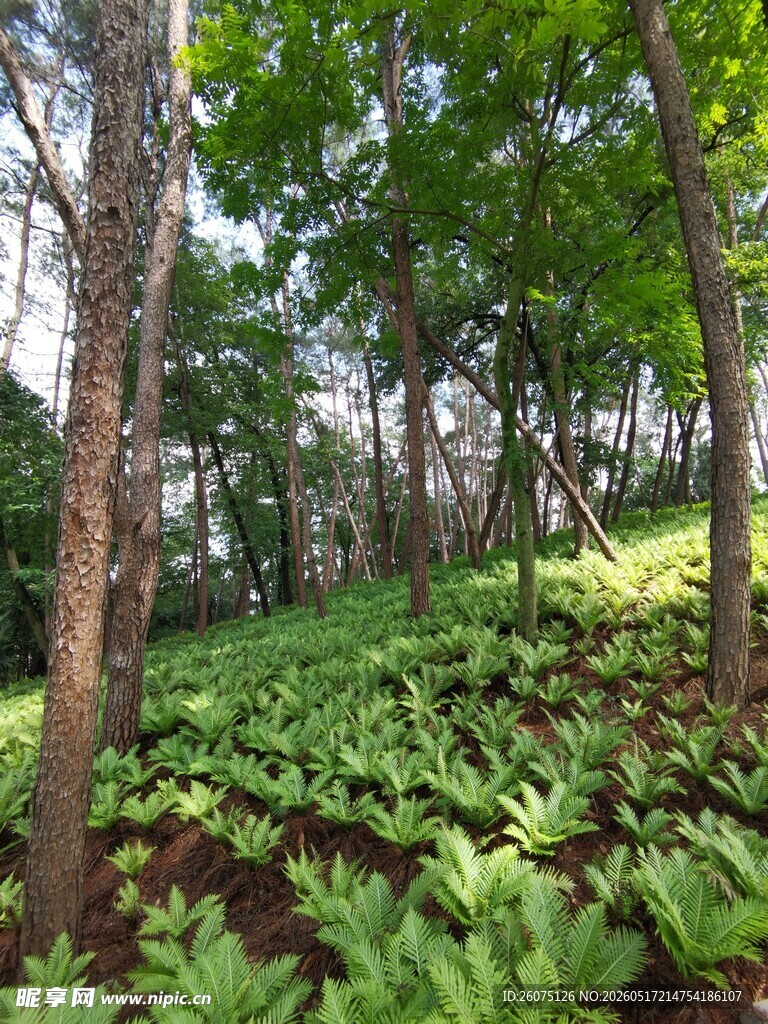 绿意盎然的森林景观
