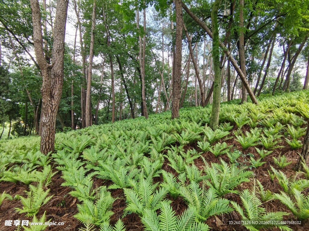 茂密林间的繁茂蕨类植物