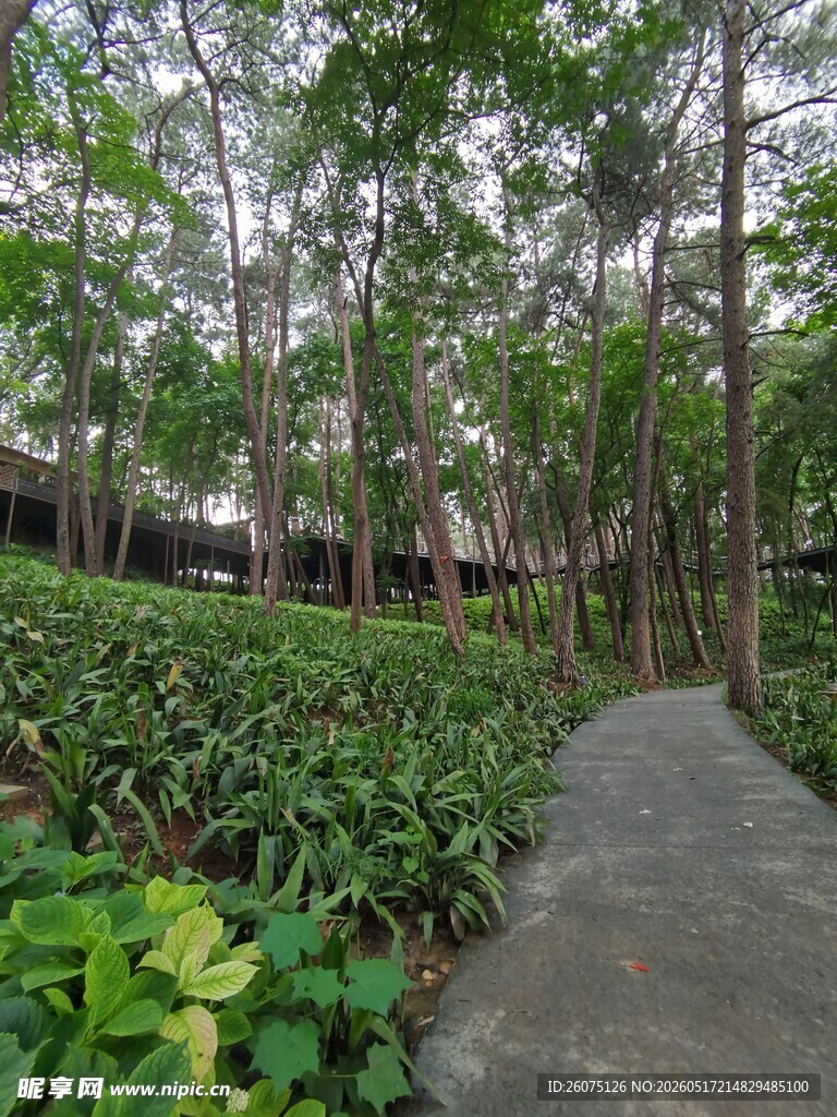 林间小径旁的绿植景观
