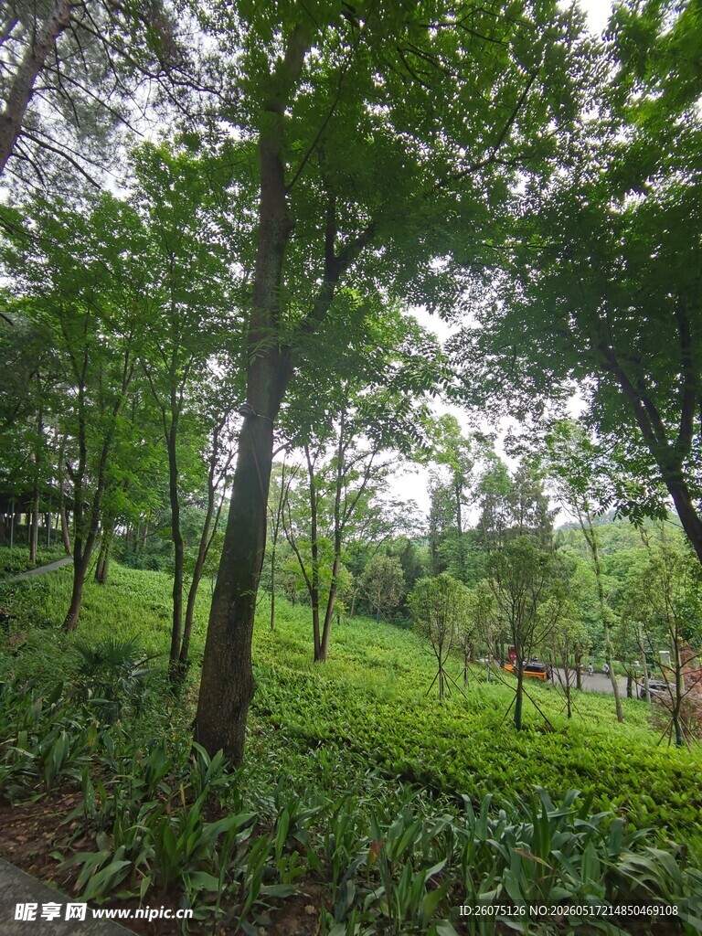 绿意盎然的森林景观