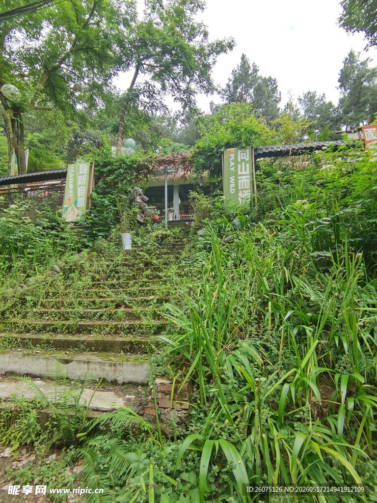 荒废石阶被绿植环绕