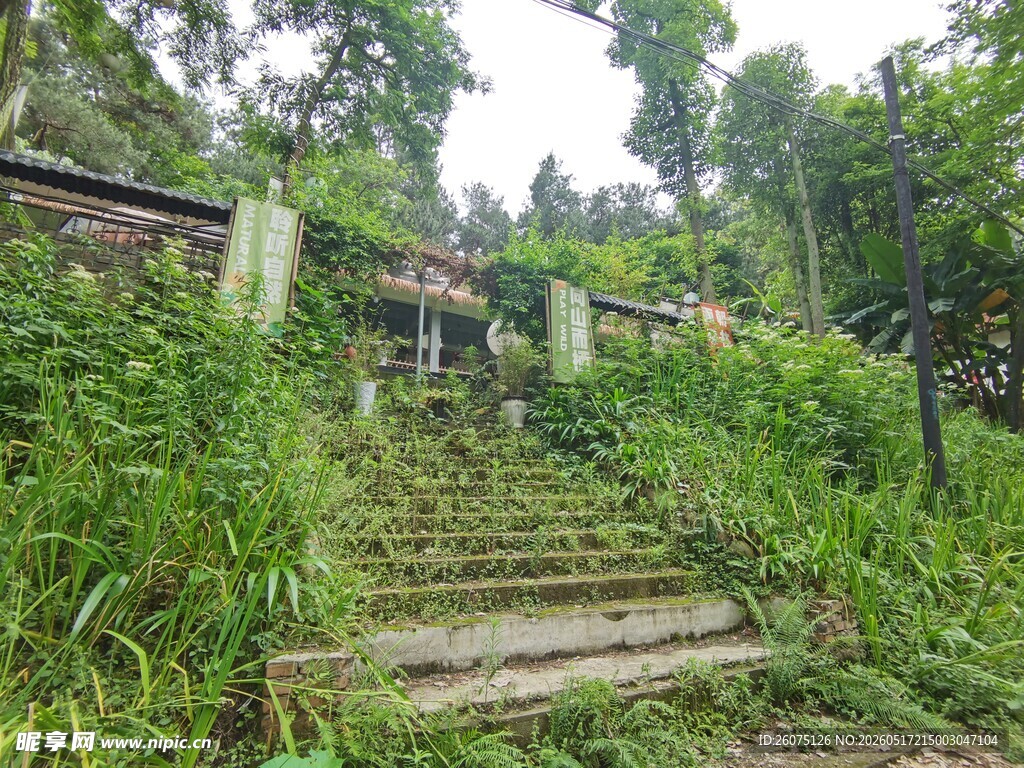 荒废石阶被绿植覆盖