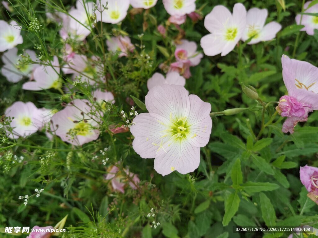烂漫白粉色野花绽放
