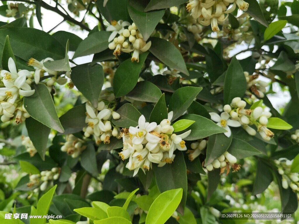 柑橘树上绽放的白色小花