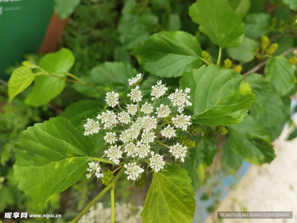 绿叶丛中的白色小花