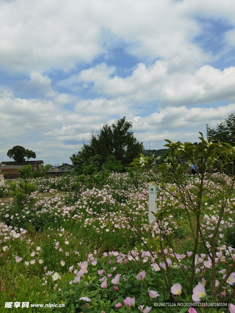 田园花海美景
