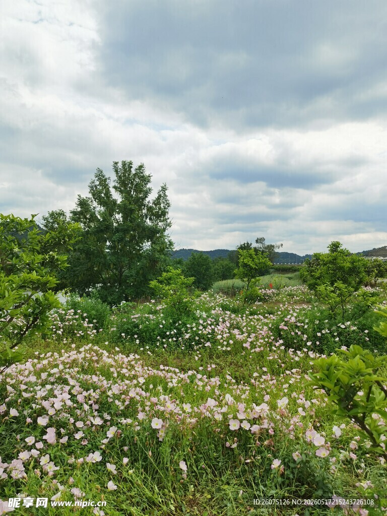 野外繁茂花草与绿树景观