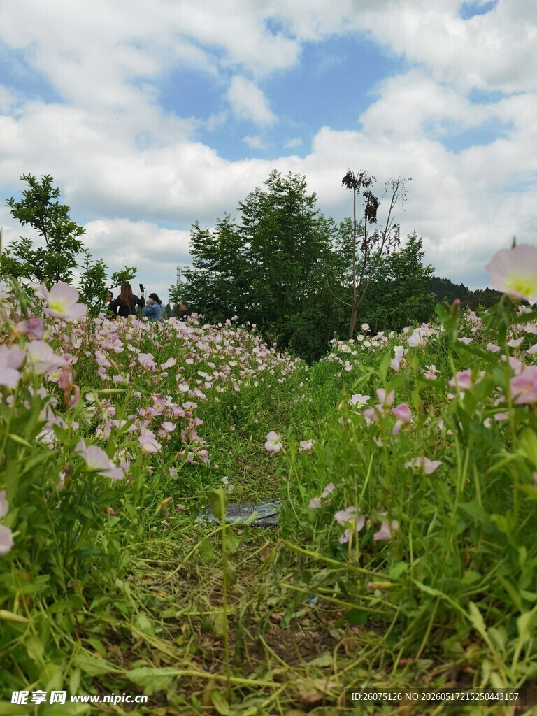 花海美景自然烂漫风光