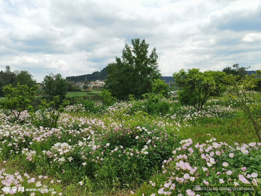 野花盛开的美丽原野