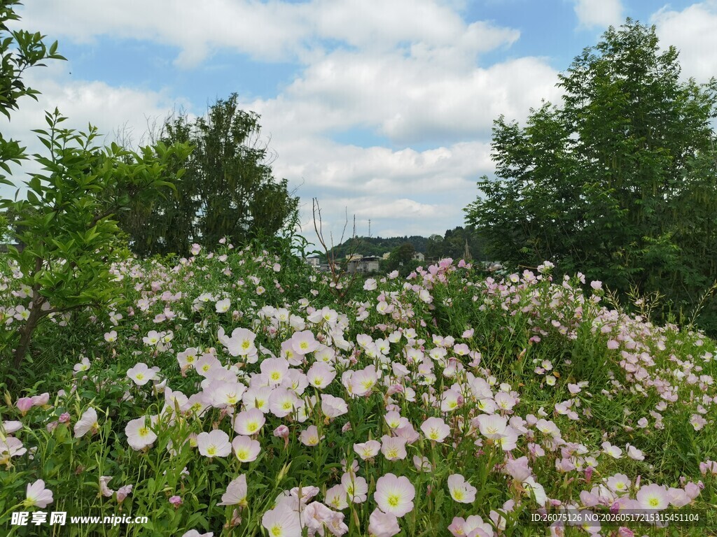 繁花盛开的美丽自然景观