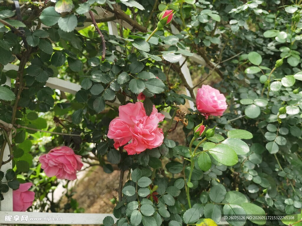娇艳绽放的粉色蔷薇花