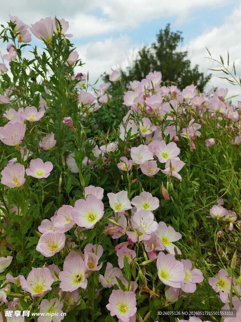 粉色花丛美景